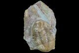 Asaphus Broeggeri Trilobite - Earliest Russian Asaphid #78542-1